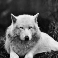 SylfarionStone's profile picture. 