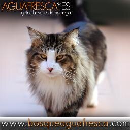 Aguafresca*ES - Gatos Bosques de Noruega y venta de gatitos con pedigree, España - Tels. 0034 619 851 795 / 0034 971 903 359 -- info@bosqueaguafresca.com