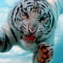 KumarMvt03's profile picture. 