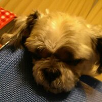 さんたろう (@gosmapmani) 's Twitter Profile Photo さんたろう (@gosmapmani) 's Twitter Profile Photo