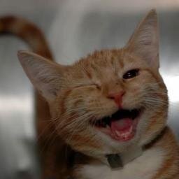 Mom, Wife, Cat Lover