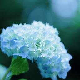 tea_of_heaven's profile picture. 馥郁たる兆し香  
・special thanks to  @____yamu（icon）