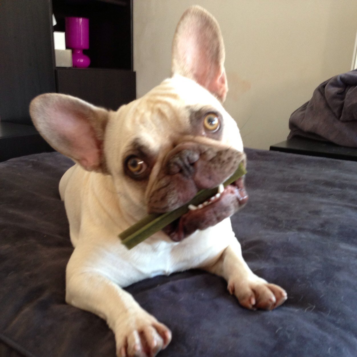 anarnou's profile picture. 