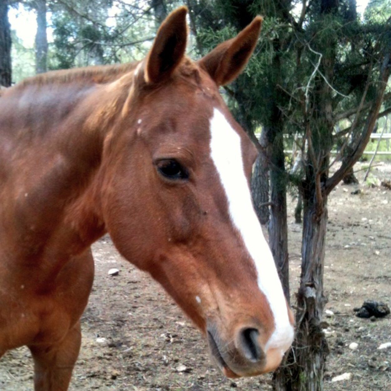 Español,catolico practicante,de derechas, padre de 4 estupendos hijos, marido enamorado y aficionado a los caballos, empresario y taurino. Harto de corruptos