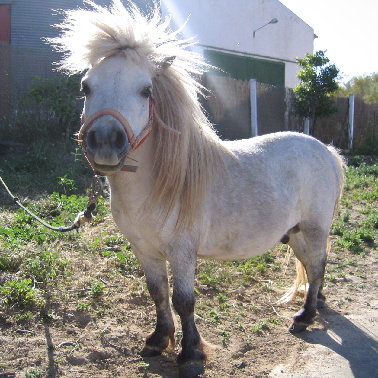 lesponeysoff's profile picture. Charte des poneys: Un vrai poney est un poney qui ne met pas sa main en creux pour nourrir un autre poney.