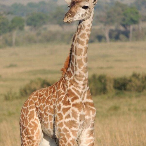 Mdu0848Vilakazi's profile picture. Business as usual