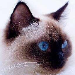 KristenLynn1121's profile picture. The plot bunnies are gonna kill me. Seriously...