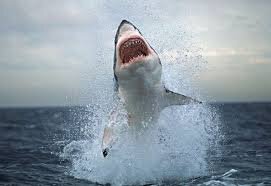 Predator, Swimmer, Dolphin-hater, chilling off 45th since you were Cro-Magnons.