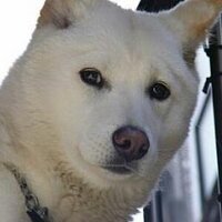 진돗개 (@jindodog2014) 's Twitter Profile