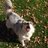 Nikki_Maracigan's profile image