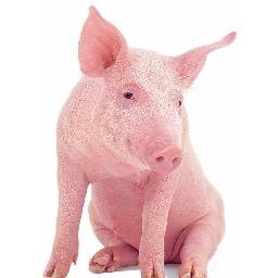 Sei ein Schwein, oder man macht dich zur Sau.