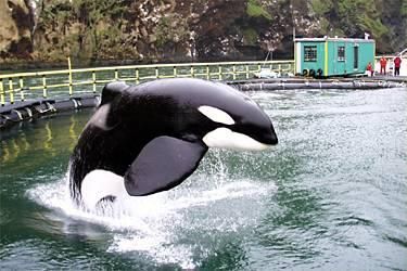 Orca510's profile picture. 