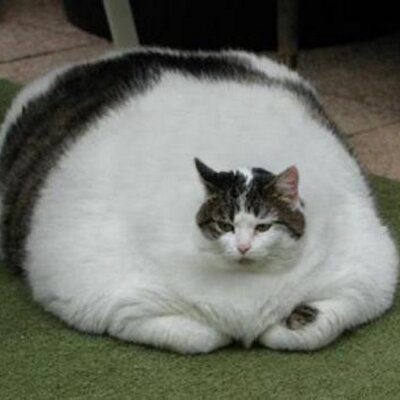 デブ猫69 ムック Dr Muku69 Twitter