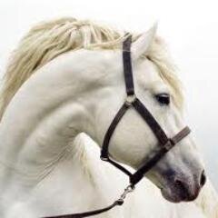 Horse racing tipping service, horse racing long term profit, horse racing tips