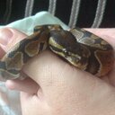 mason north - @ho_north - Twitter