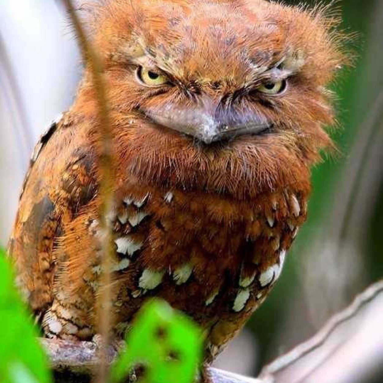 _pettyowl_'s profile picture. 