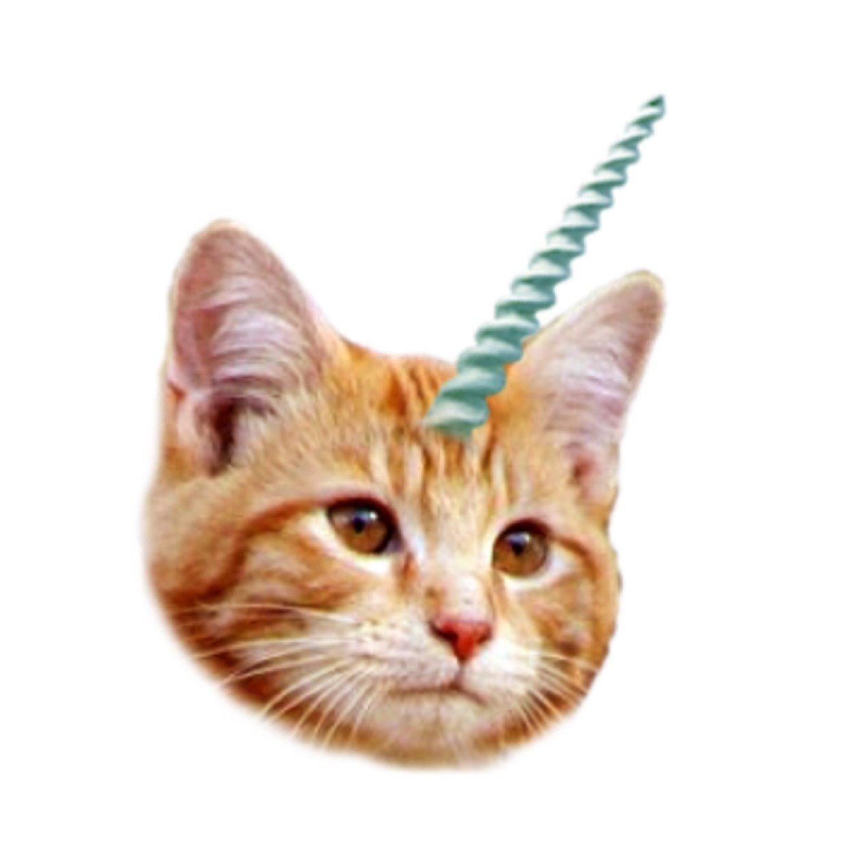 dont touch me unless your skin is made of gucci kittens