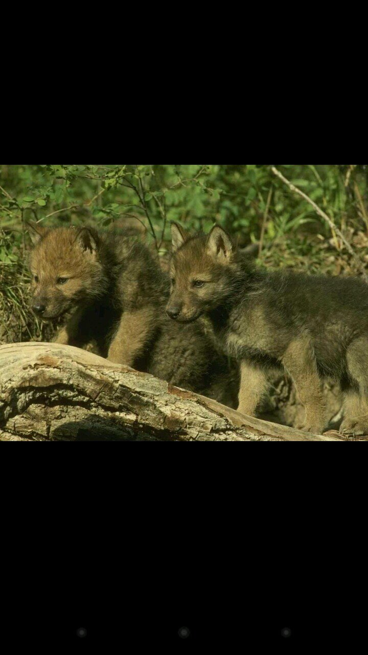 our mom is @canifakeyou my dad is alpha so that makes her alpha female.