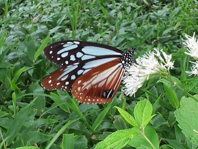 Nice to meet you.I live in japan.I don't speak English well.[animation/comic/TohoProject/insects/plants/cooking] in Japanese→@group_aeon