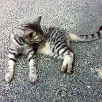 Panzergraf (@gdpanzergraf) Twitter profile photo