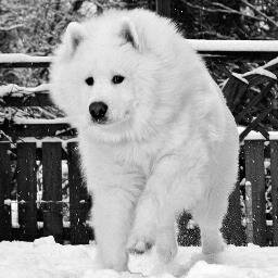 I live in the mountains with the Grizzly bears. My dog pulls stuff.