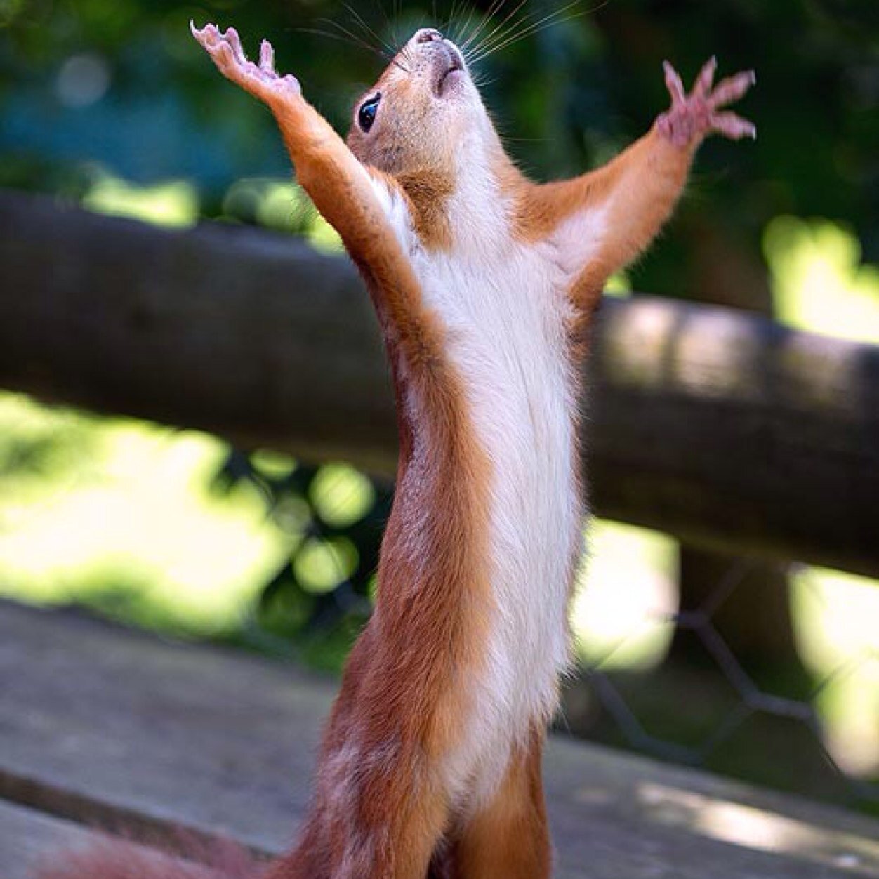 SailorSquirrel's profile picture. I'm a squirrel Faunus, the leader of the former Team RAWR, and the former childhood friend of Abigail Heartfilia/Valentine. Not much else to say here.