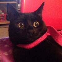 Kelly Tulloch (@toolock) 's Twitter Profile