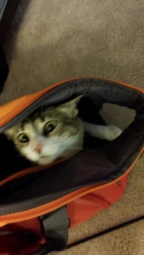 kittyeggo's profile picture. 