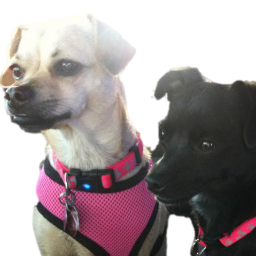 We are there for your pet, when you can't be.