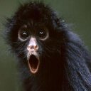 Robert Mayhew - @poop_flinger2 - Twitter