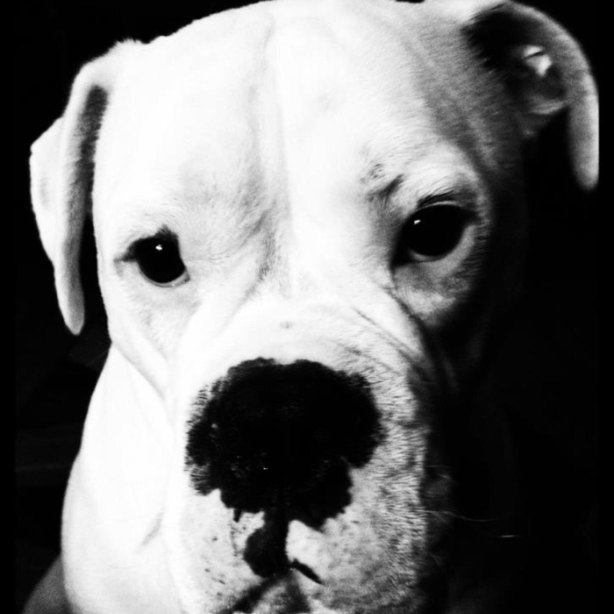 MY NAME IS ROSCOE, I AM A BOXER/BULLDOG MIX. I AM DEAF! I WAS A RESCUE!