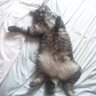 サト