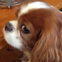 井田良 Prof. Dr. Makoto IDA (@idaprof) 's Twitter Profile