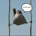 Marconi Environment (@bigotbirds) Twitter profile photo
