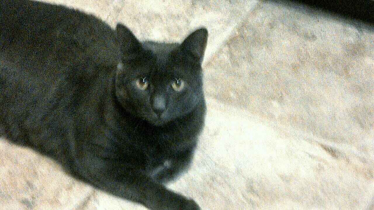 I love cooking,although at this point I may be just a touch tired of it. But more than that I love my  beautiful cat who(m?) I hope isn't a touch tired of me.🌊