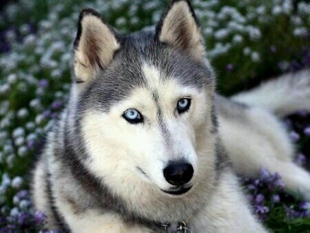 My Name Is Blue ♥ Wolf Hybrid ♥ I'm wild