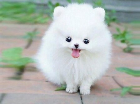 The official page for the most adorable dogs known to man!
