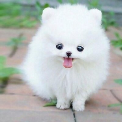 Legacy Mini Pomeranians 2024 leadctr