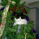 Kerry Gould - @kittensplaying - Twitter