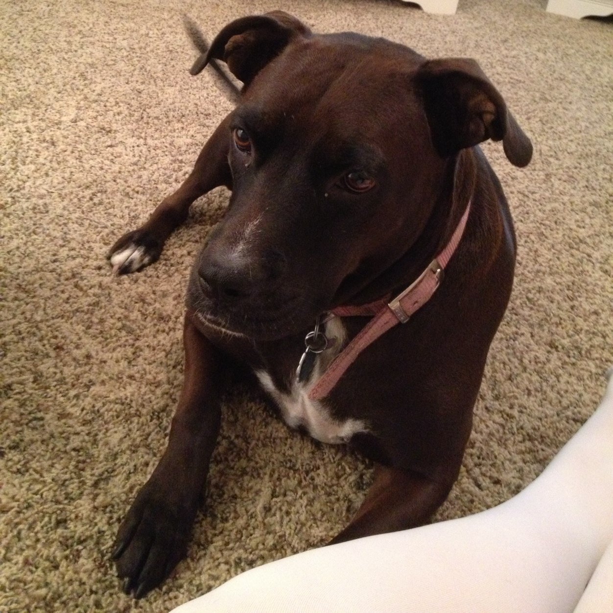 This is not for RP account this account is to help people find their missing pets
