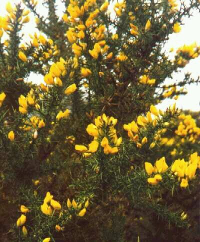 FraochMor's profile picture. 