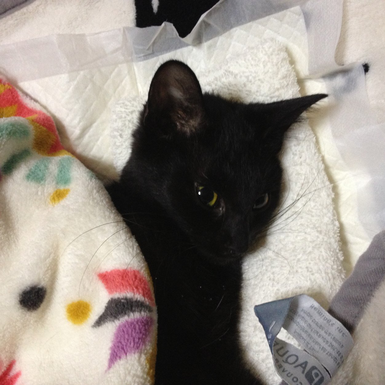 個人ボラのおかしゃんと そんなお家に集まったにゃん’ｓが奮闘中です。