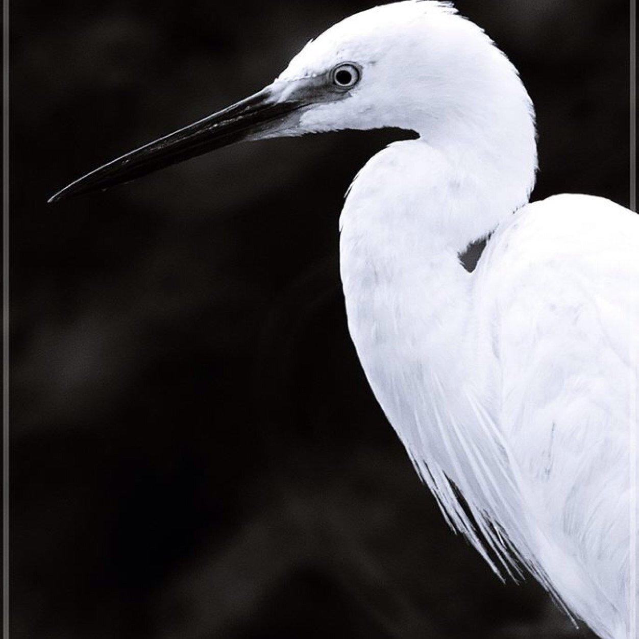 arnie_kool's profile picture. Here to gain a perspective ! RTs and shares Not endorsements.