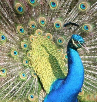 burung_biru2011 Profile Picture