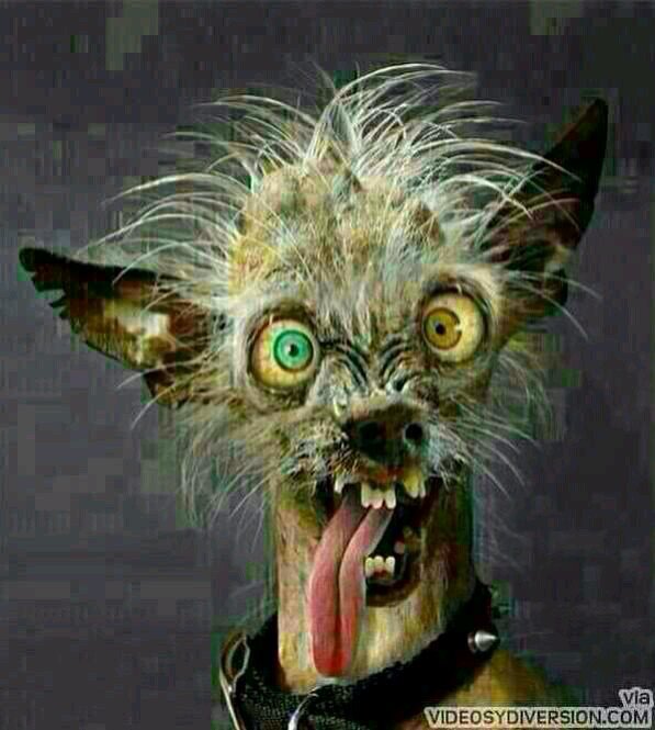 me gusta el heavy y sobre todo manowar