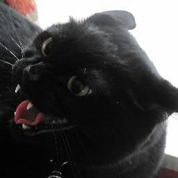 黒猫は悪魔（確信）