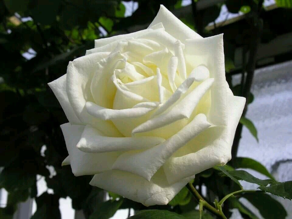 pitchafatty's profile picture. 