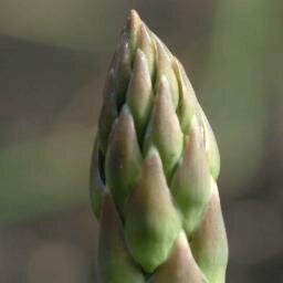 austparagus's profile picture. Fresh Green Australian Asparagus Production,        Climate Change, Expansion Tectonics & Science generally.