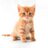 kbrg_kic's profile image