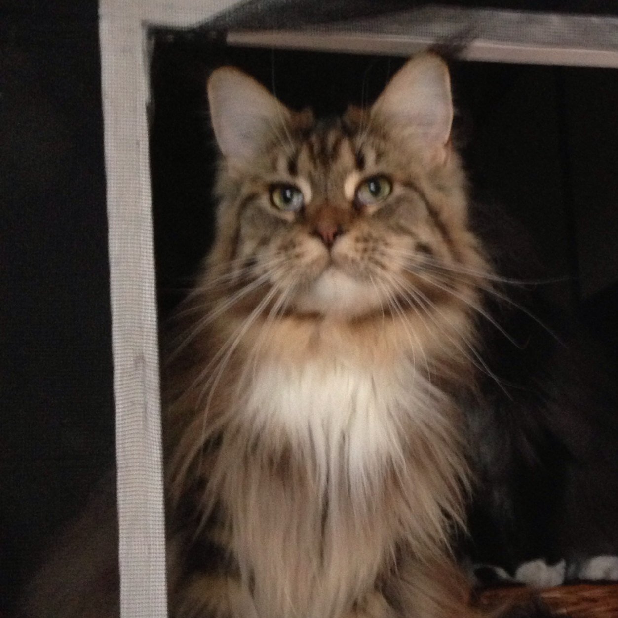 Seva Thalia Medium Color - love my sisfur @mainecoonsumi and to sleep on high places. *03/2012 - OTRB 08. Dec 2014